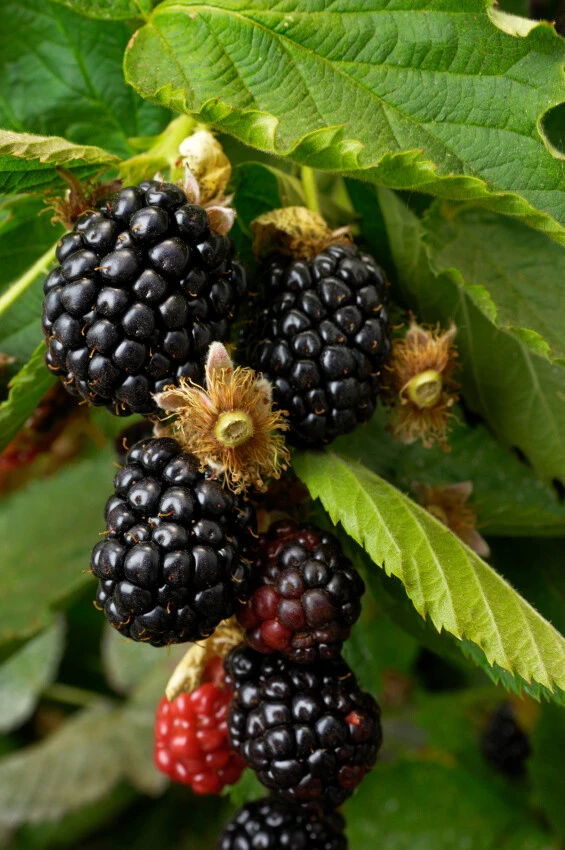 Caddo Thornless Blackberry Live Plant - 1-2 Year Old Bush - Outdoor Edible Fruit - Image 1