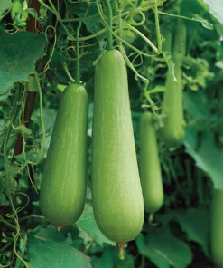 Calabash Gourd Seeds - 15 Pack, Fast-Growing Edible Bottle Gourd for Cooking - Image 1
