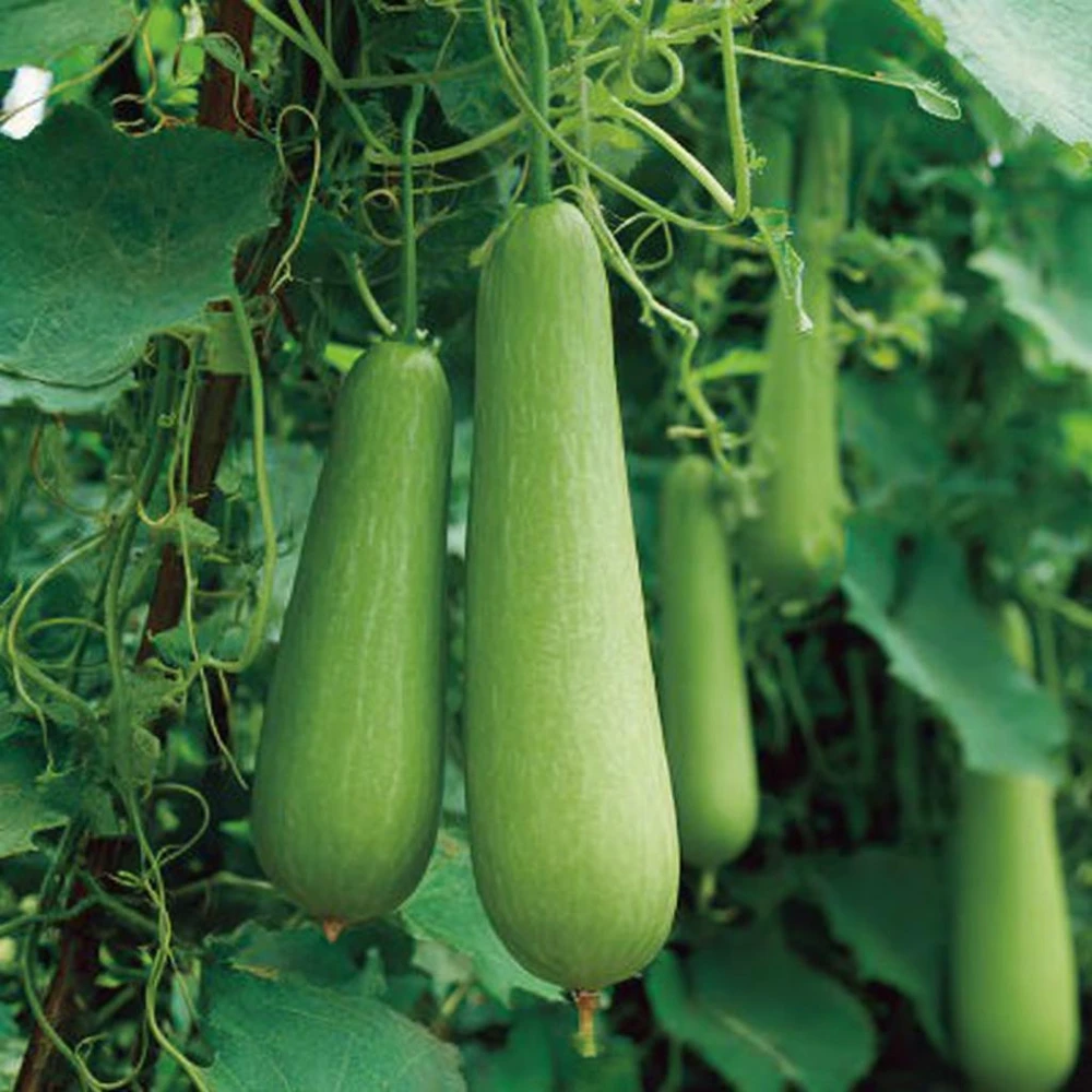 Calabash Gourd Seeds - 15 Pack, Fast-Growing Edible Bottle Gourd for Cooking - Image 1