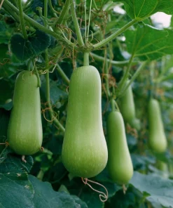 Calabash Gourd Seeds - 15 Pack, Fast-Growing Edible Bottle Gourd for Cooking - Image 2