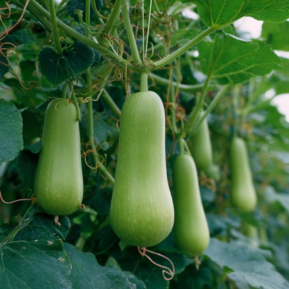 Calabash Gourd Seeds - 15 Pack, Fast-Growing Edible Bottle Gourd for Cooking - Image 2