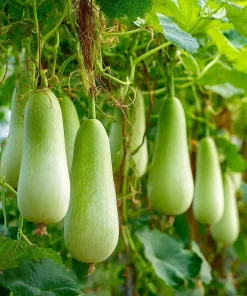 Calabash Gourd Seeds - 15 Pack, Fast-Growing Edible Bottle Gourd for Cooking - Image 3