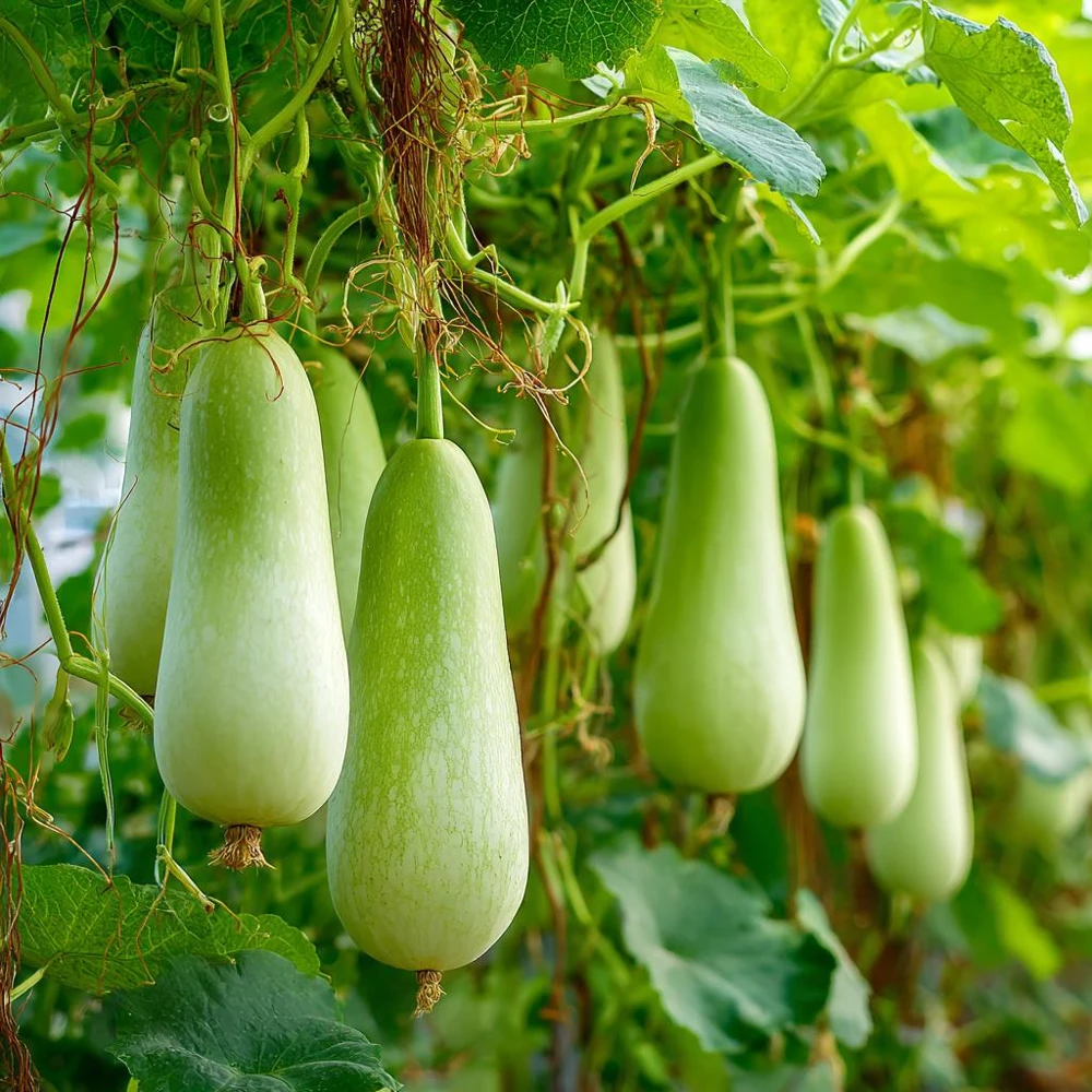 Calabash Gourd Seeds - 15 Pack, Fast-Growing Edible Bottle Gourd for Cooking - Image 3