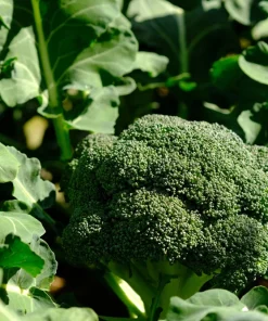 Calabrese Broccoli Seeds - Italian Green Sprouting Vegetable Seeds - 1000 Count - Image 2