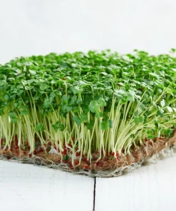 Calabrese Broccoli Seeds - Italian Green Sprouting Vegetable Seeds - 1000 Count - Image 8