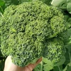 Calabrese Broccoli Seeds - Italian Green Sprouting Vegetable Seeds - 1000 Count - Image 1