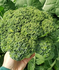 Calabrese Broccoli Seeds - Italian Green Sprouting Vegetable Seeds - 1000 Count - Image 1