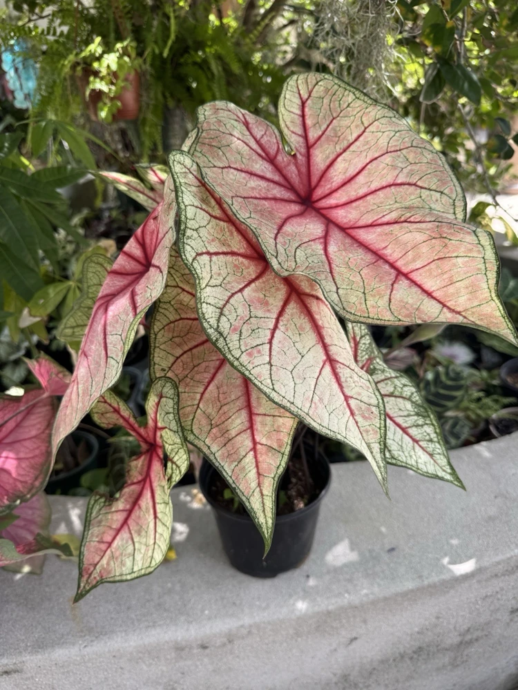 Caladium Bicolor Live Plant - Colorful Foliage - Indoor Outdoor - Image 2