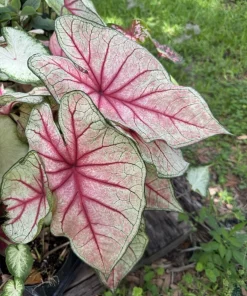 Caladium Bicolor Live Plant - Colorful Foliage - Indoor Outdoor - Image 3
