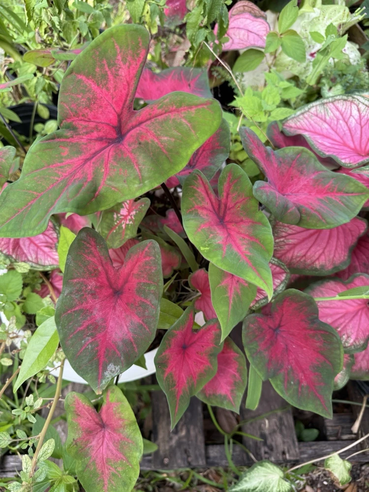 Caladium Bicolor Live Plant - Colorful Foliage - Indoor Outdoor - Image 5