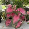 Caladium Bicolor Live Plant - Colorful Foliage - Indoor Outdoor - Image 1
