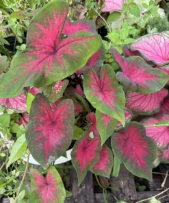 Caladium Bicolor Live Plant – Heart of Jesus Fancy Leaf Elephant Ear – Vibrant Indoor/Outdoor Foliage - Image 5