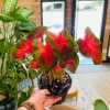 Caladium Bicolor Live Plant - Heart of Jesus Fancy Leaf Elephant Ear - Image 1