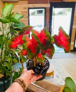 Caladium Bicolor Live Plant - Heart of Jesus Fancy Leaf Elephant Ear Houseplant - Image 1