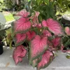 Caladium Bicolor Live Plant – Heart of Jesus Fancy Leaf Elephant Ear – Vibrant Indoor/Outdoor Foliage - Image 1