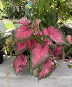 Caladium Bicolor Live Plant – Heart of Jesus Fancy Leaf Elephant Ear – Vibrant Indoor/Outdoor Foliage - Image 1