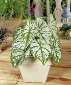 Caladium Fancy Leaf 'White Christmas' Bulbs - 5 Pack, Shade Loving Perennial - Image 2