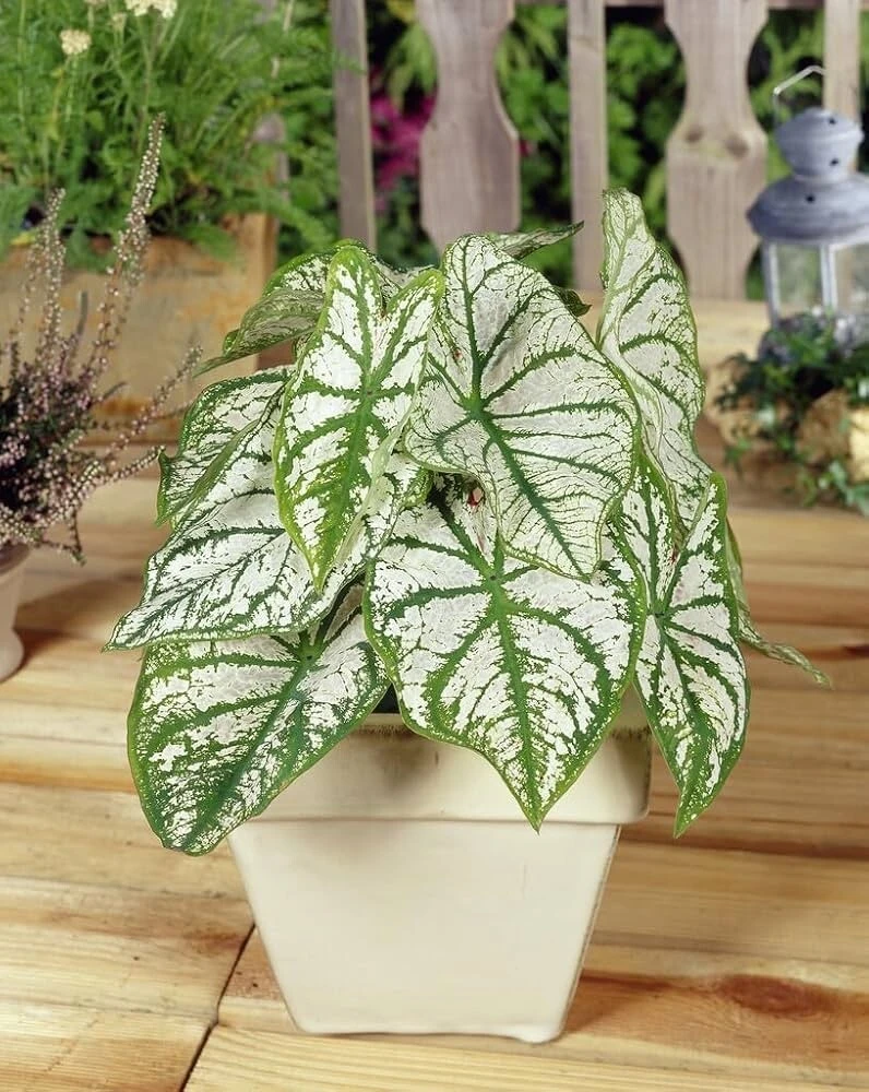 Caladium Fancy Leaf 'White Christmas' Bulbs - 5 Pack, Shade Loving Perennial - Image 2