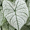 Caladium Fancy Leaf 'White Christmas' Bulbs - 5 Pack, Shade Loving Perennial - Image 1