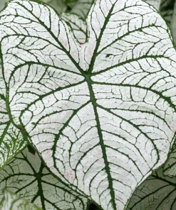 Caladium Fancy Leaf 'White Christmas' Bulbs - 5 Pack, Shade Loving Perennial - Image 1