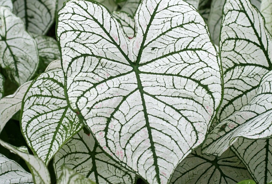 Caladium Fancy Leaf 'White Christmas' Bulbs - 5 Pack, Shade Loving Perennial - Image 1