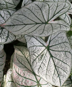 Caladium Fancy Leaf 'White Christmas' Bulbs - 5 Pack, Shade Loving Perennial - Image 3