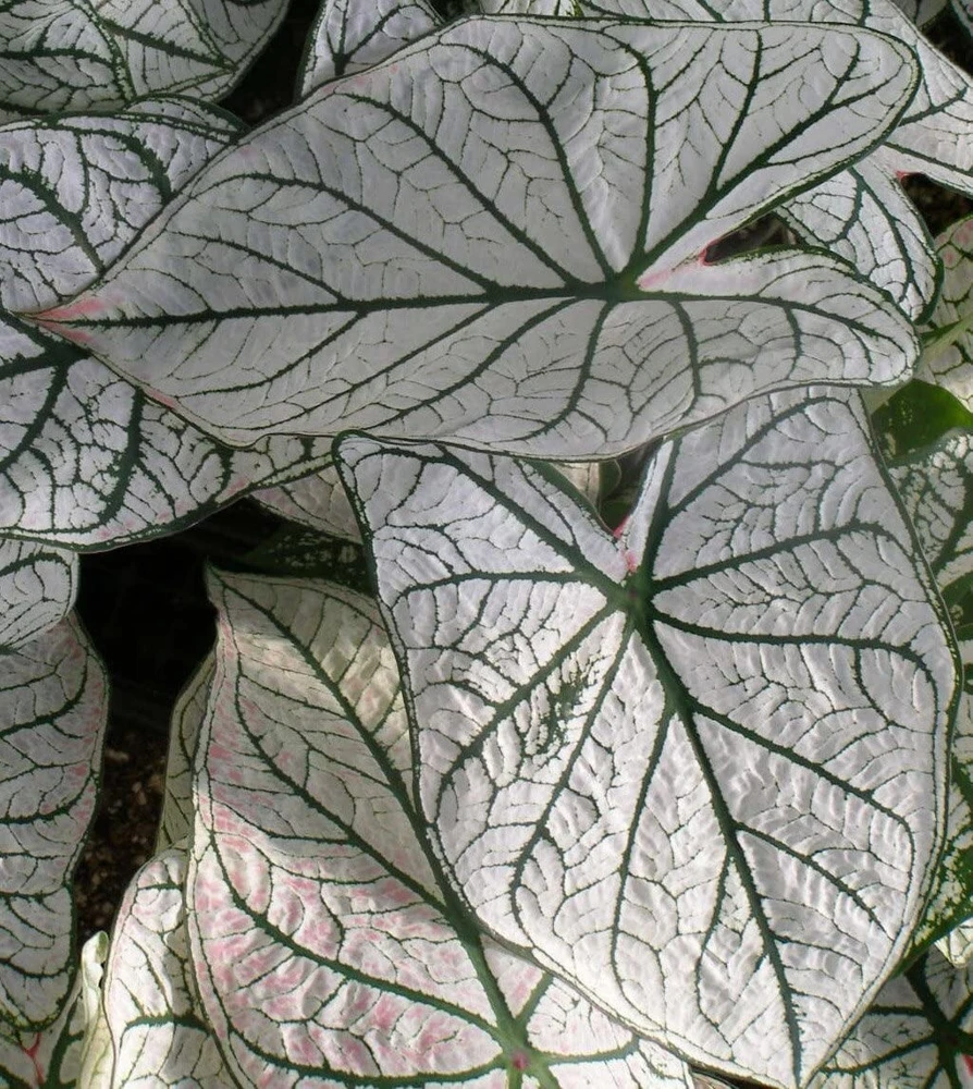 Caladium Fancy Leaf 'White Christmas' Bulbs - 5 Pack, Shade Loving Perennial - Image 3