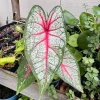Caladium 'Florida Sunrise' Live Plant - Vibrant Foliage Houseplant - Image 1
