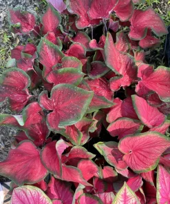 Caladium Live Plant – Choose Your Variety – Tropical Foliage Houseplant - Image 2