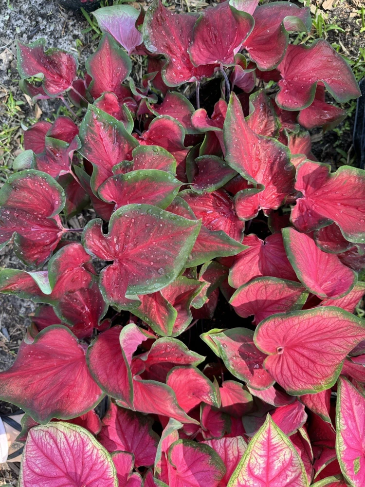 Caladium Live Plant – Choose Your Variety – Tropical Foliage Houseplant - Image 2