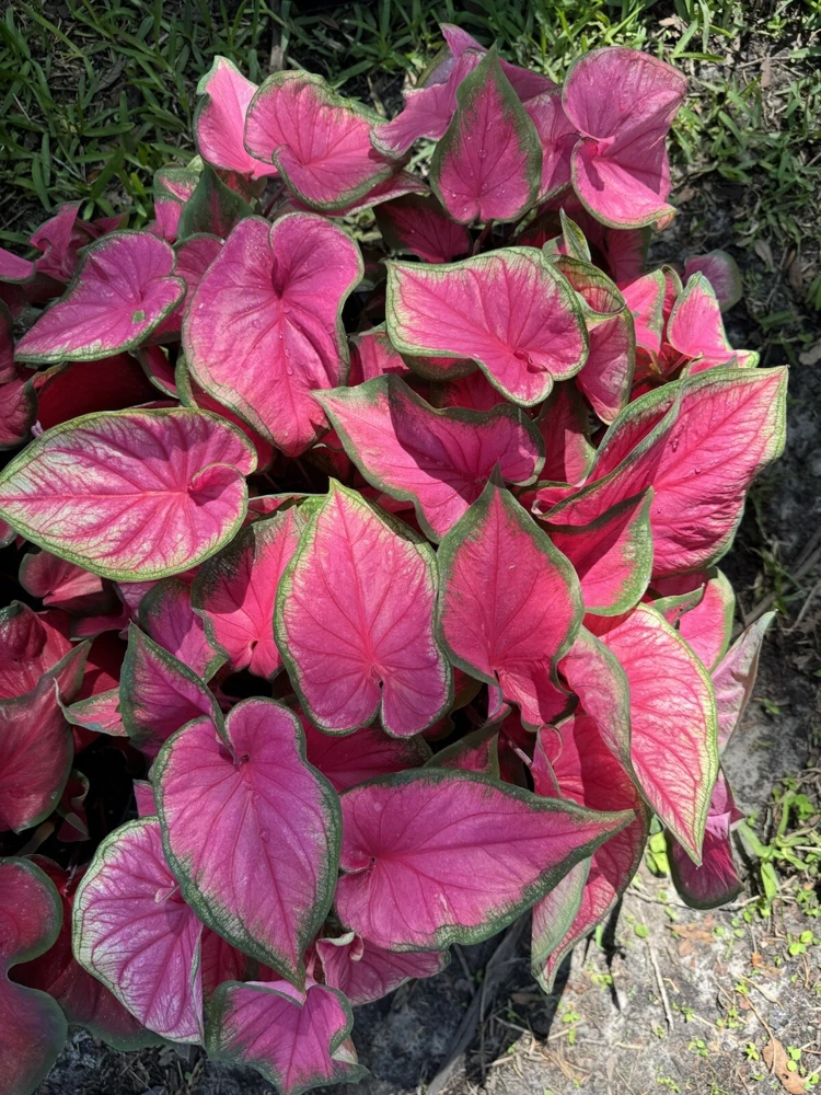 Caladium Live Plant – Choose Your Variety – Tropical Foliage Houseplant - Image 4