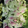 Caladium Live Plant – Choose Your Variety – Tropical Foliage Houseplant - Image 1