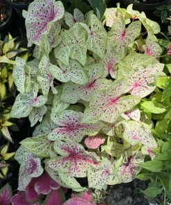 Caladium Live Plant – Choose Your Variety – Tropical Foliage Houseplant - Image 1