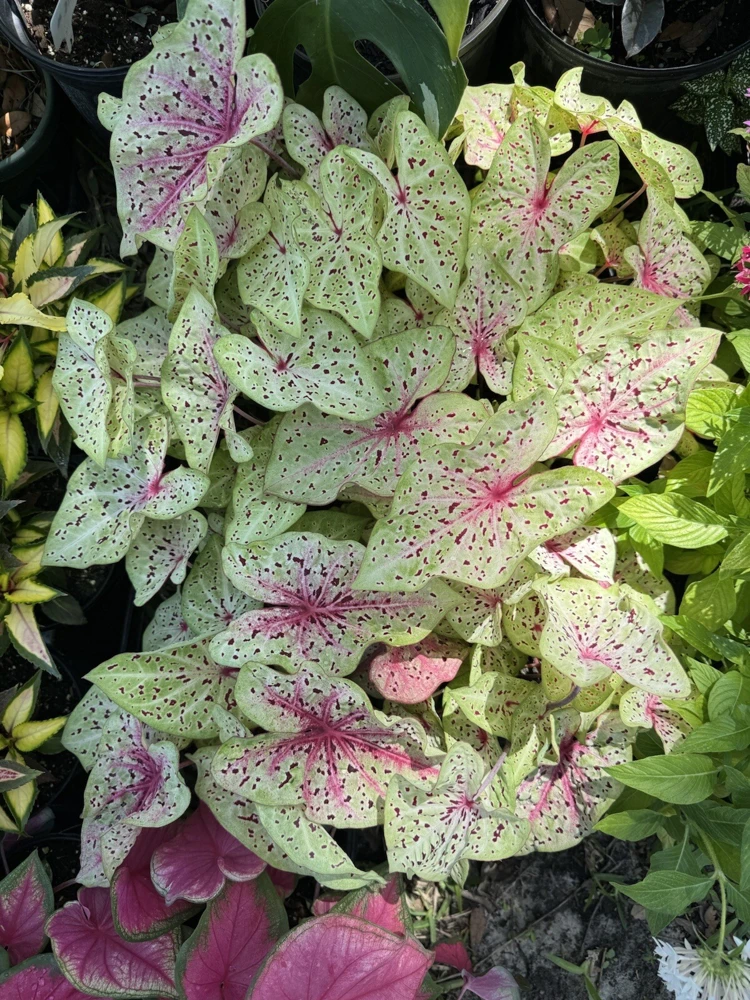 Caladium Live Plant – Choose Your Variety – Tropical Foliage Houseplant - Image 1