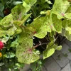 Caladium Live Plant - Colorful Fancy Leaf Elephant Ear Tropical Foliage - Image 1
