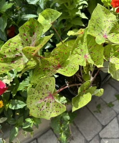 Caladium Live Plant - Colorful Fancy Leaf Elephant Ear Tropical Foliage - Image 1