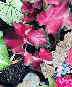 Caladium Live Plant - Fancy Leaf Elephant Ear - 4 Inch Pot - Indoor Tropical - Image 2