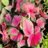 Caladium Live Plant - Fancy Leaf Elephant Ear - 4 Inch Pot - Indoor Tropical - Image 1