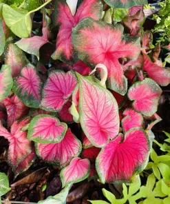 Caladium Live Plant - Fancy Leaf Elephant Ear - 4 Inch Pot - Indoor Tropical - Image 1