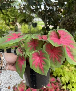 Caladium Live Plant - Fancy Leaf Elephant Ear - 4 Inch Pot - Indoor Tropical - Image 5