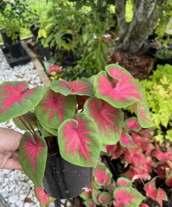 Caladium Live Plant - Fancy Leaf Elephant Ear - 4 Inch Pot - Indoor Tropical - Image 6