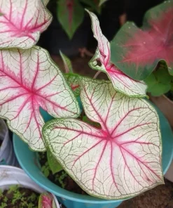 Caladium Live Plant - Fancy Leaf Elephant Ear Colorful Houseplant, Potted - Image 11