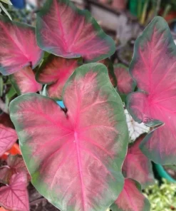 Caladium Live Plant - Fancy Leaf Elephant Ear Colorful Houseplant, Potted - Image 12