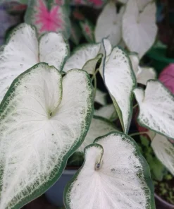 Caladium Live Plant - Fancy Leaf Elephant Ear Colorful Houseplant, Potted - Image 13