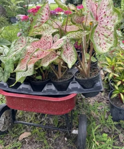 Caladium Live Plant - Fancy Leaf Elephant Ear Colorful Houseplant, Potted - Image 2