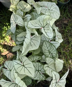 Caladium Live Plant - Fancy Leaf Elephant Ear - Colorful Foliage Houseplant - Image 3