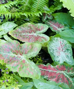 Caladium Live Plant - Fancy Leaf Elephant Ear Colorful Houseplant, Potted - Image 5