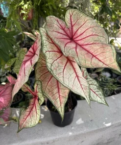 Caladium Live Plant - Fancy Leaf Elephant Ear Colorful Houseplant, Potted - Image 7