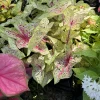 Caladium Live Plant - Fancy Leaf Elephant Ear Houseplant, Tropical Foliage - Image 1