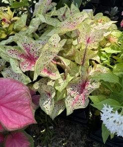 Caladium Live Plant - Fancy Leaf Elephant Ear Houseplant, Tropical Foliage - Image 1